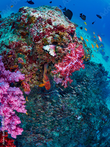 Fototapeta Naklejka Na Ścianę i Meble -  reef fish and coral grouper