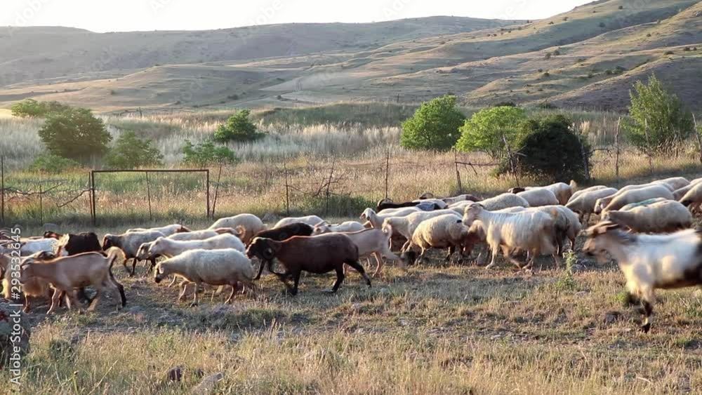 A herd of sheep and goats in a farmer's field. Stock Video | Adobe Stock