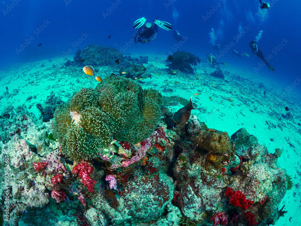 Obraz premium diver wtih reef caral