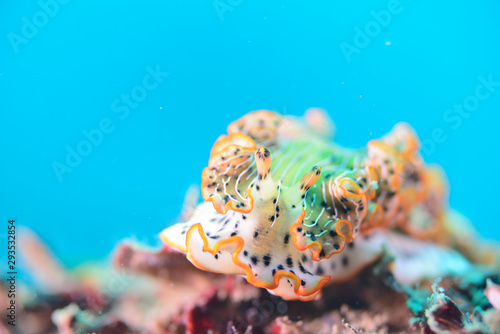 underwater seaslug photo