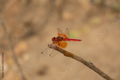 Closeup of bright red dragonfly over the sprig © F.C.G.