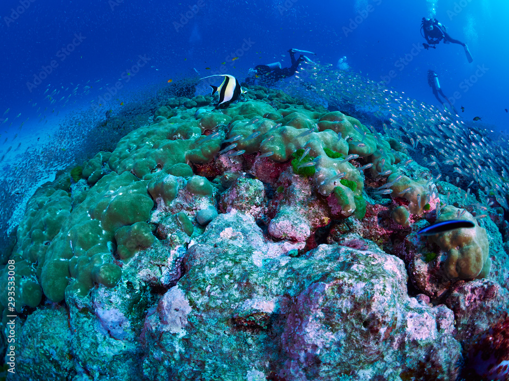 Fototapeta premium coral reef with tropical fish