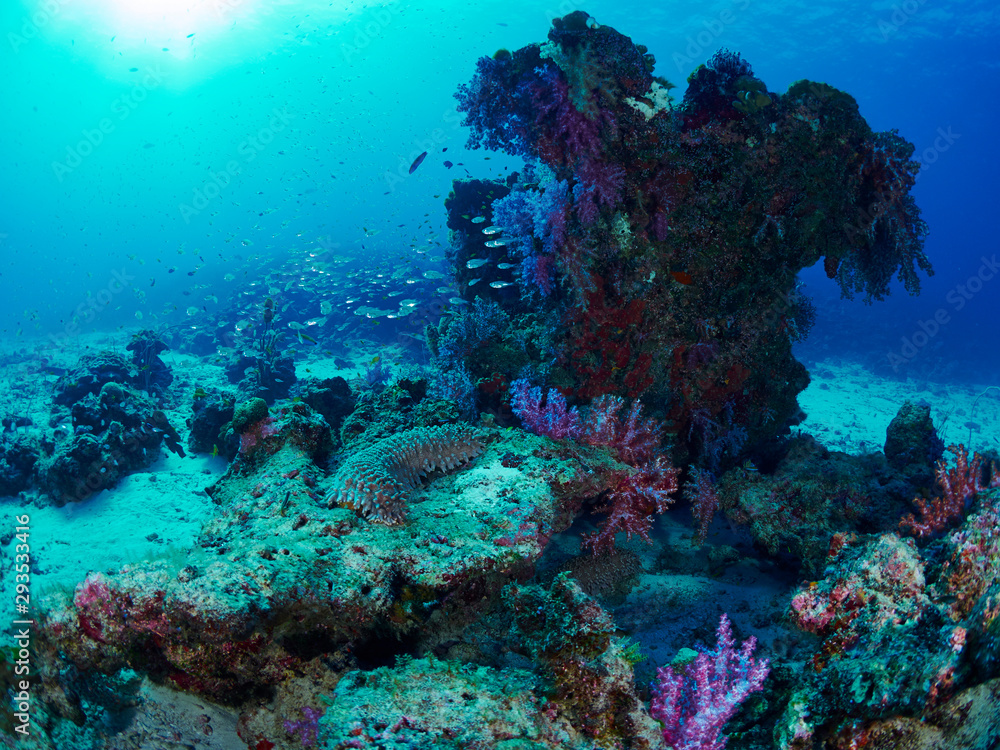 Naklejka premium sea cucumber