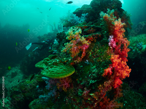 Fototapeta Naklejka Na Ścianę i Meble -  coral reef and reef fish