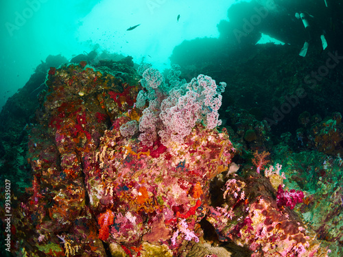 Fototapeta Naklejka Na Ścianę i Meble -  coral reef and reef fish