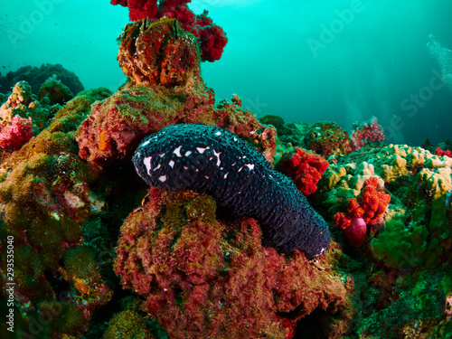 sea cucumber