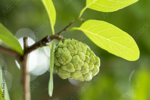 branch of hops on green background