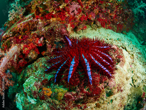Crown-of-thorns seastar