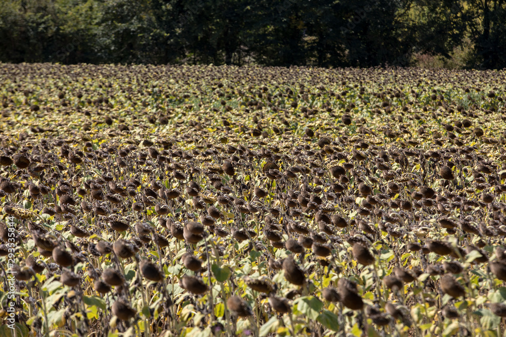 Obraz premium Field of drying sunflowers in valley of Dordogne river. France