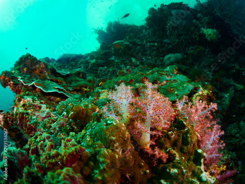 soft coral and anemone fish