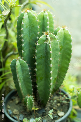 close up of a cactus