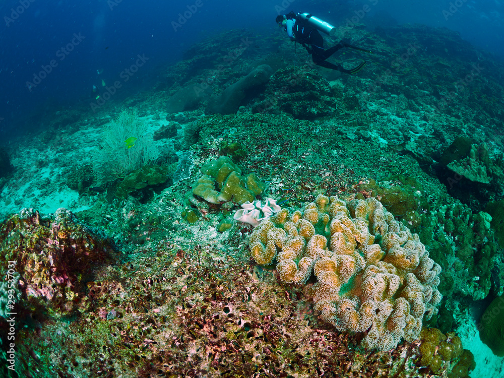 Fototapeta premium diver and reef soft coral