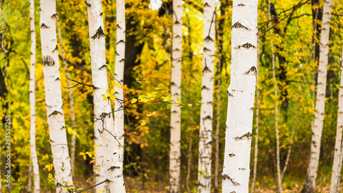 Fototapeta Naklejka Na Ścianę i Meble -  Beautiful autumn landscape - trunks of birch trees and a branch with yellow leaves and a forest with trees with yellow autumn foliage