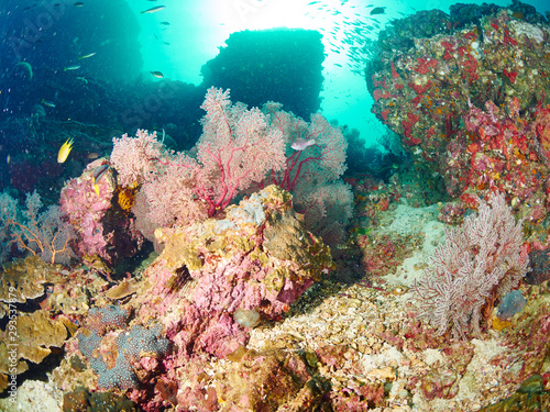 Fototapeta Naklejka Na Ścianę i Meble -  reef coral and reef fish