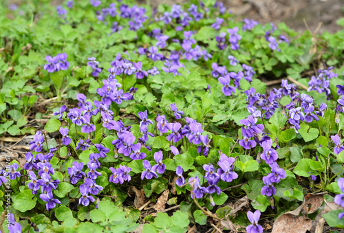 Violet flowers bloom in spring forest