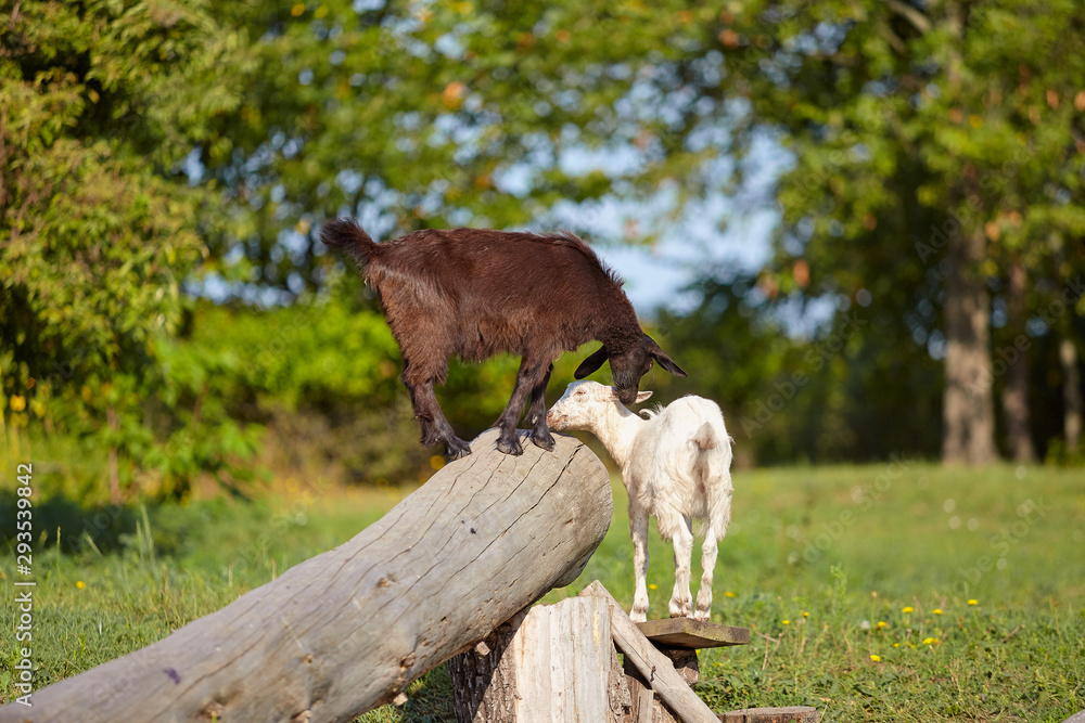 Fototapeta premium Goats on a deck in a sunny summer day on a background of green lawn.