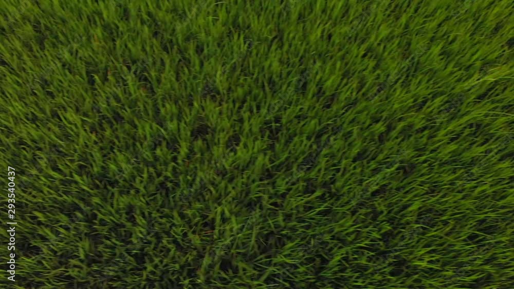 Straight Down Aerial View Of Rice Plants, Philippines Straight Down Aerial View Of Rice Plants, Philippines