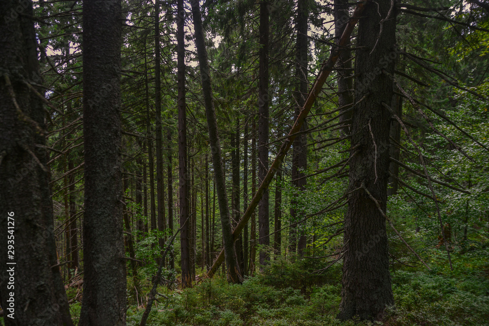 trees in the forest trees in the forest
