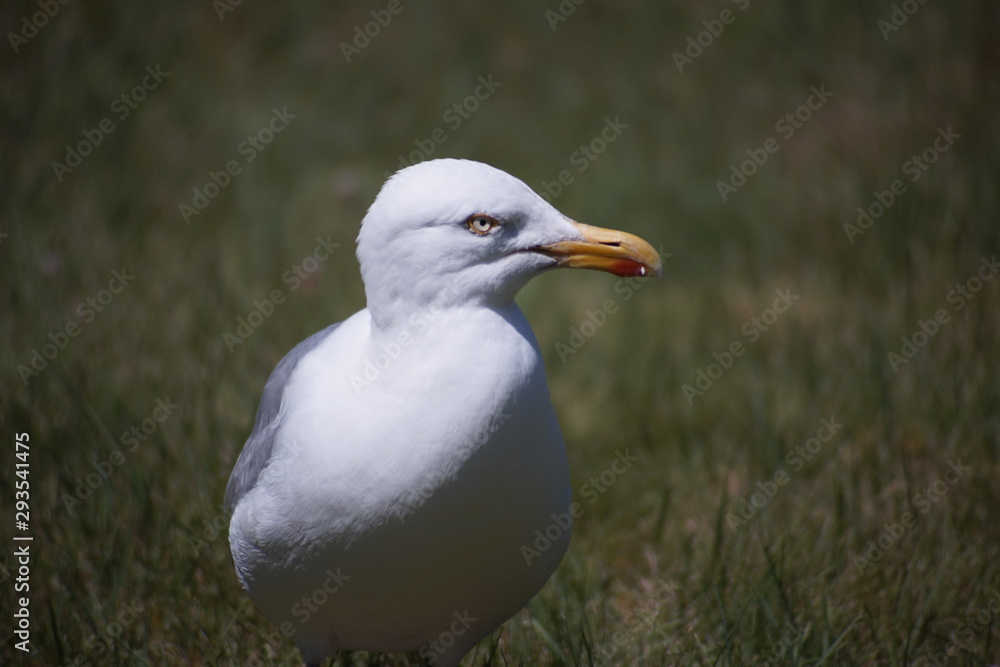 Texel Texel