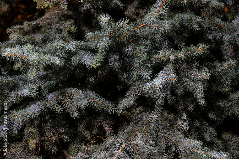 blue spruce at night