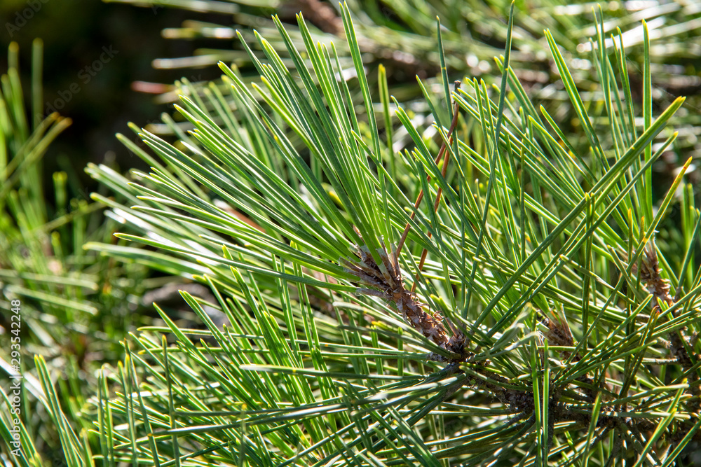 Aiguilles de sapin Aiguilles de sapin