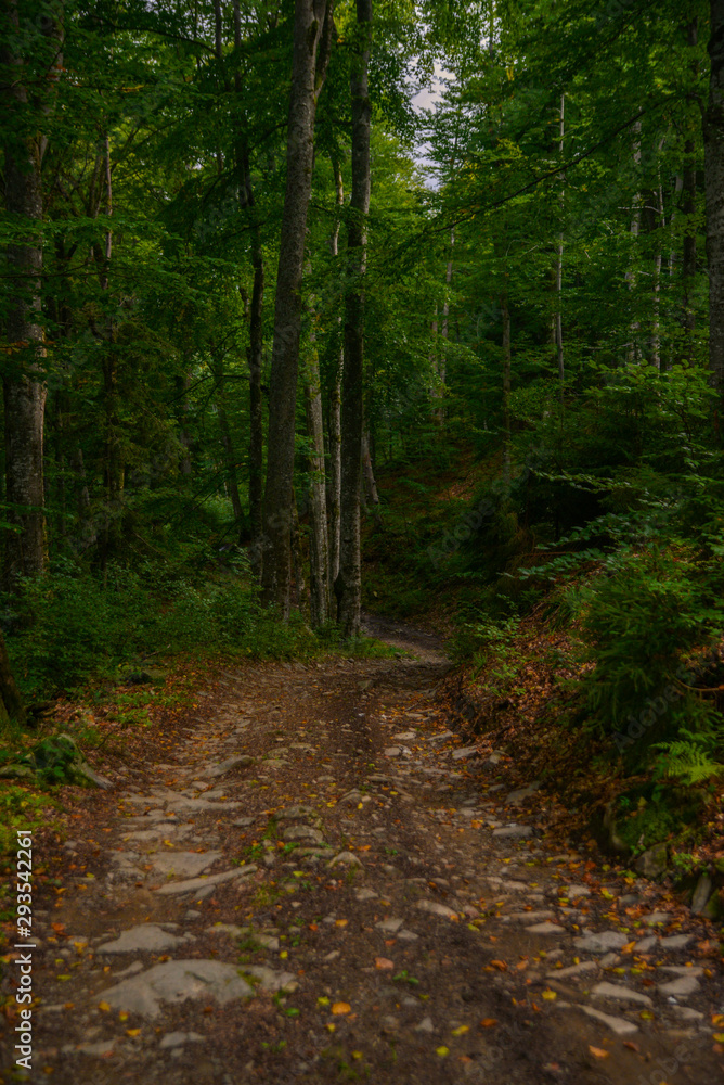 Mountain road in autumn forest Mountain road in autumn forest