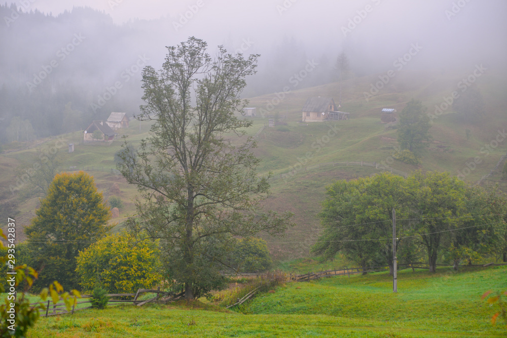 Obraz premium morning in the forest