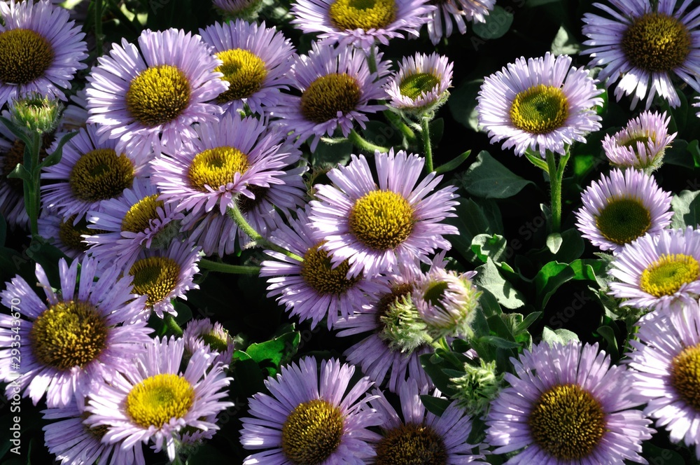 Fleabane in a garden in Brittany Fleabane in a garden in Brittany