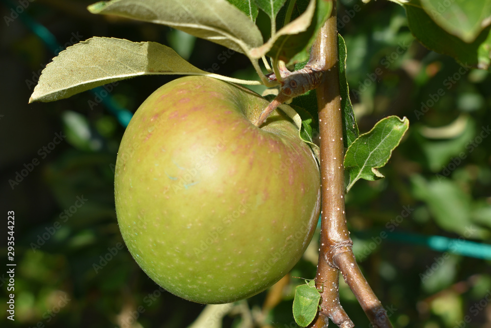 Manzana madura en la rama del manzano antes de cosecharse y bajo la luz del sol. Manzana madura en la rama del manzano antes de cosecharse y bajo la luz del sol.
