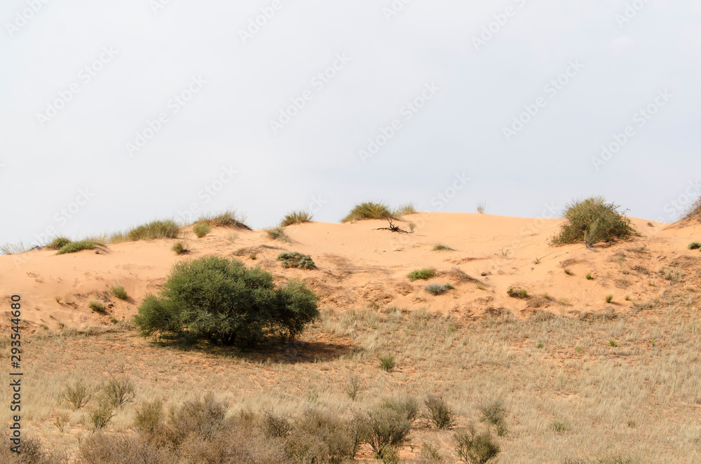 Parc national Kalahari Gemsbok, parc transfrontalier de Kgalagadi, Afrique du Sud Parc national Kalahari Gemsbok, parc transfrontalier de Kgalagadi, Afrique du Sud