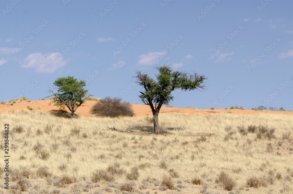 Parc national Kalahari Gemsbok, parc transfrontalier de Kgalagadi, Afrique du Sud