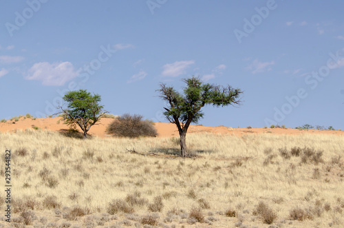 Parc national Kalahari Gemsbok  parc transfrontalier de Kgalagadi  Afrique du Sud