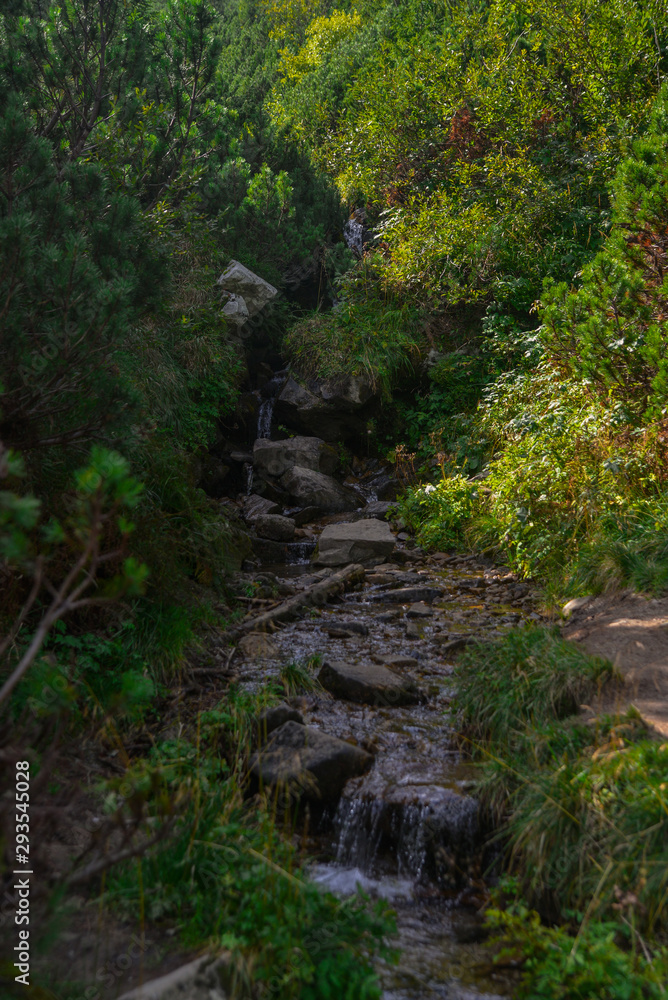 stream in the forest in the mountains