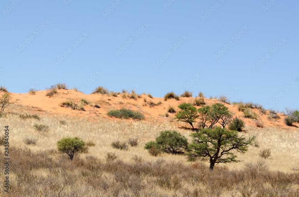 Parc national Kalahari Gemsbok, parc transfrontalier de Kgalagadi, Afrique du Sud