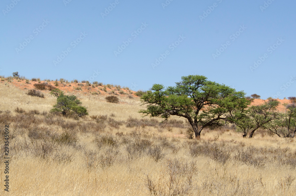 Parc national Kalahari Gemsbok, parc transfrontalier de Kgalagadi, Afrique du Sud