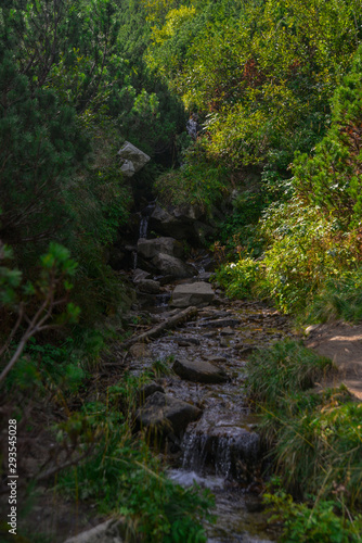 stream in the forest in the mountains