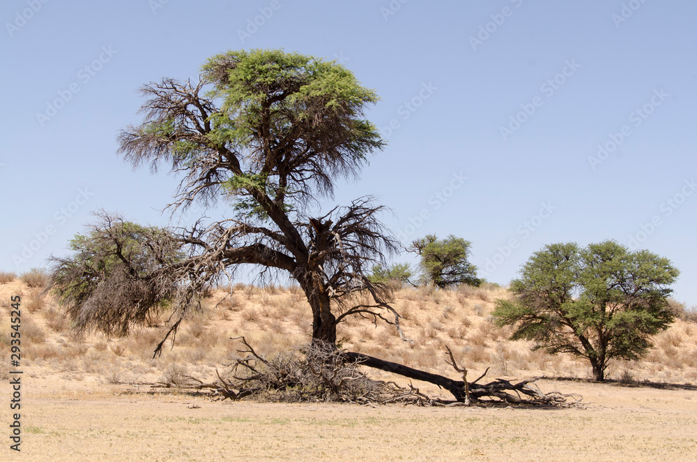 Fototapeta premium Parc national Kalahari Gemsbok, parc transfrontalier de Kgalagadi, Afrique du Sud