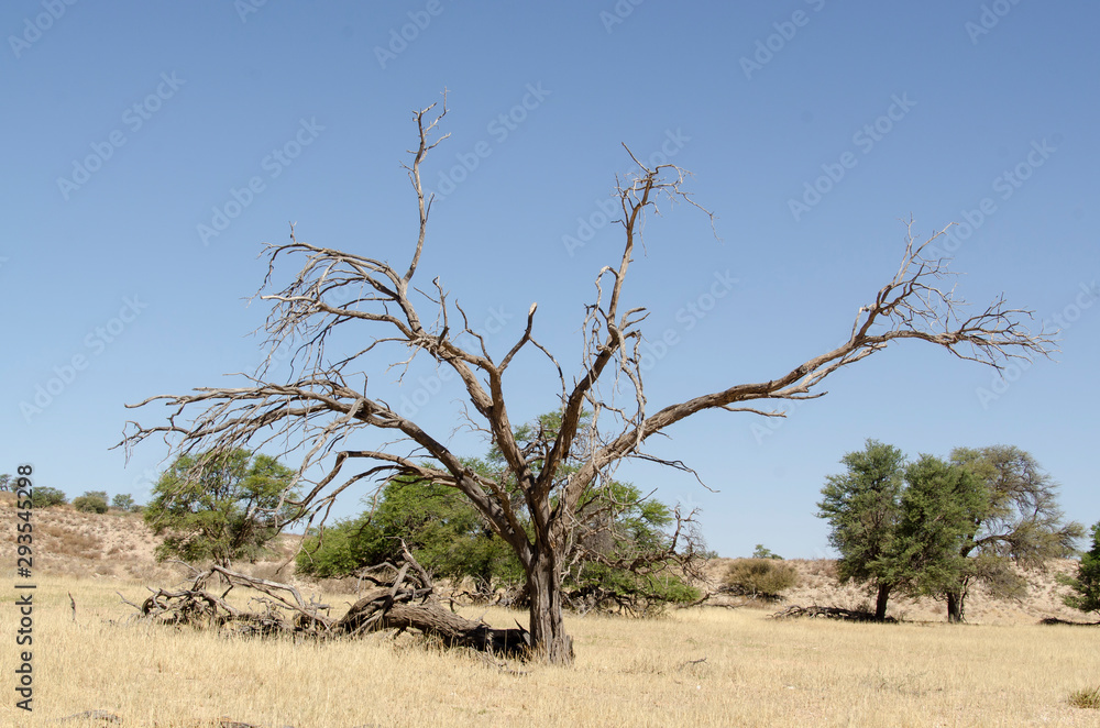 Parc national Kalahari Gemsbok, parc transfrontalier de Kgalagadi, Afrique du Sud