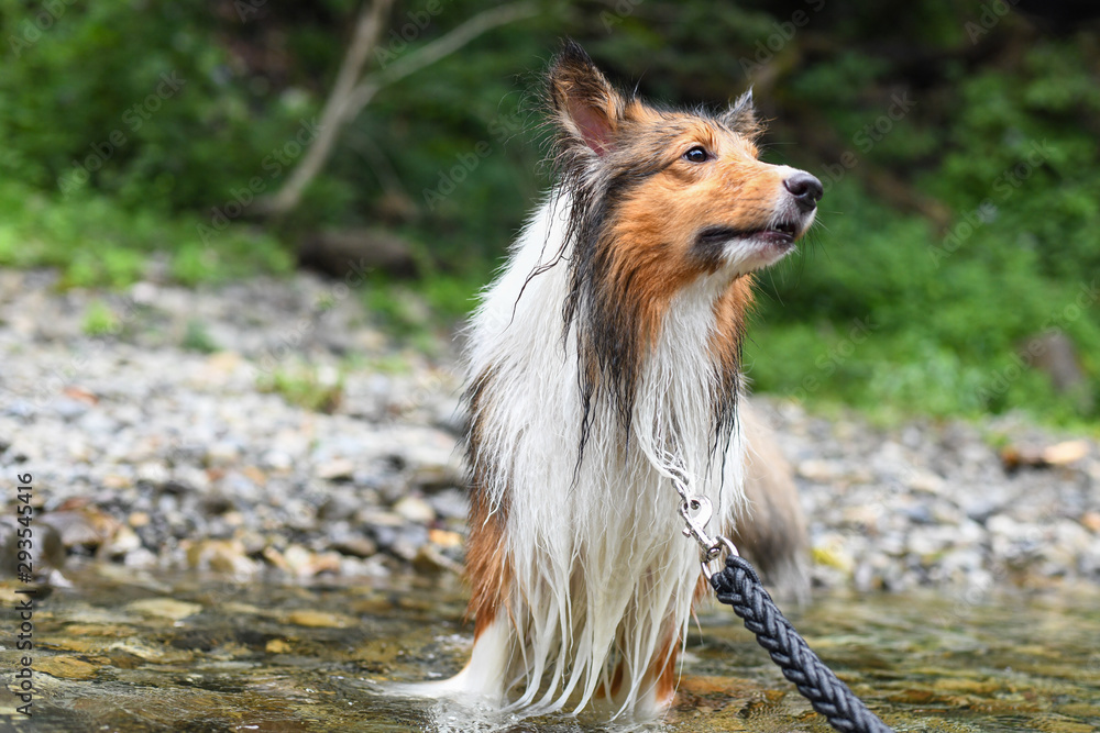 river dog