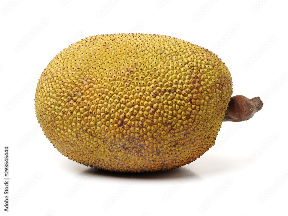Giant jackfruit on white background Giant jackfruit on white background