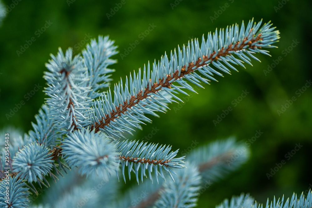 blue spruce branches on blurred background, close view 