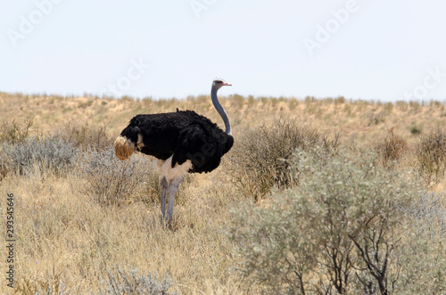 Autruche d'Afrique, male,.Struthio camelus, Common Ostrich, Parc national Kalahari, Afrique du Sud