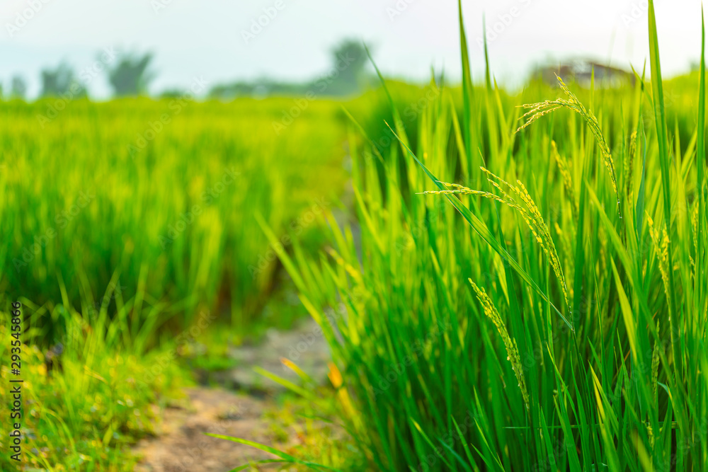 Obraz premium Rice Field of Farmer and sun in the morning,in Thailand
