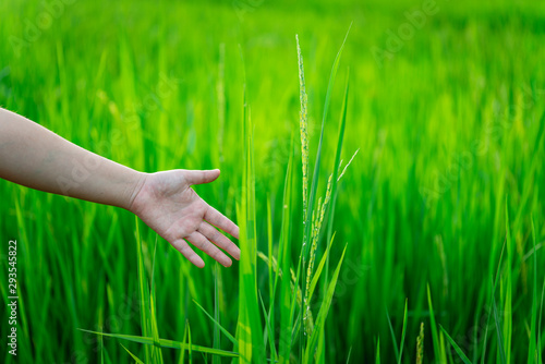close up of farmer's hand holding green rice in the fields. Asian culture or rice cultivation culture