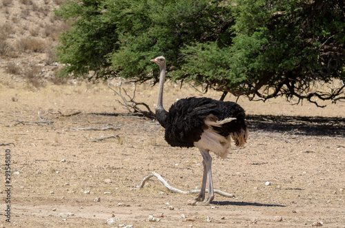 Autruche d'Afrique, male,.Struthio camelus, Common Ostrich, Parc national Kalahari, Afrique du Sud