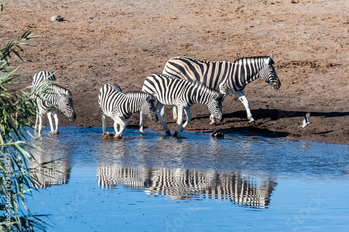 A Burchell s Plains zebra -Equus quagga burchelli- drinking from a waterhole in Etosha National Park  Namibia.