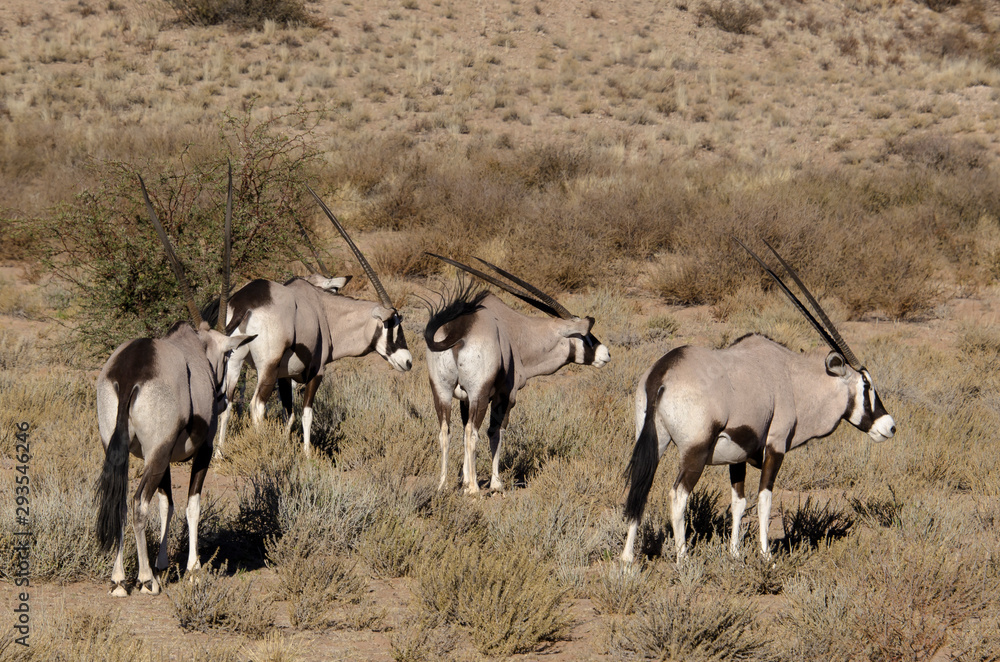 Oryx Gazelle Gemsbok Oryx Gazella Parc National Kalahari Afrique Du 