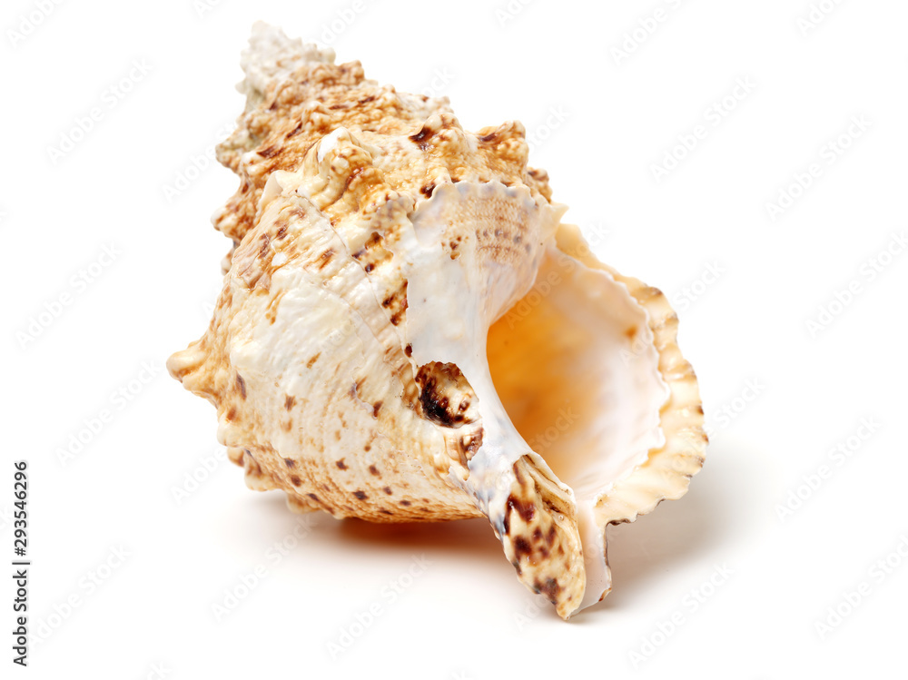 Sea shell on white background Sea shell on white background