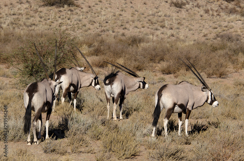 oryx gazelle, gemsbok, Oryx gazella, Parc national Kalahari, Afrique du Sud