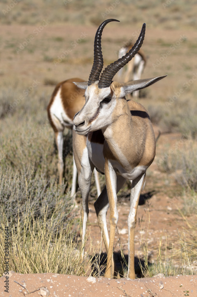 Springbok, Antidorcas marsupialis, Afrique du Sud Springbok, Antidorcas marsupialis, Afrique du Sud